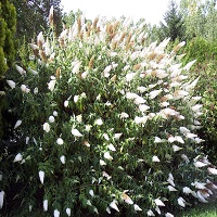 'White Profusion' Butterfly Bush - Click Image to Close